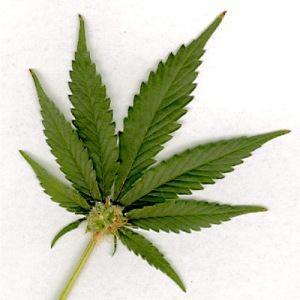 Marijuana Leaf (Photo Courtesy of marijuana.com)